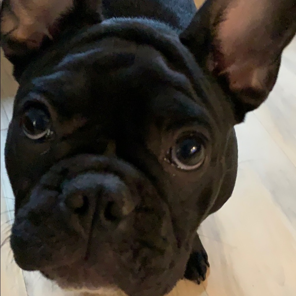 Meet your Posher, Laci